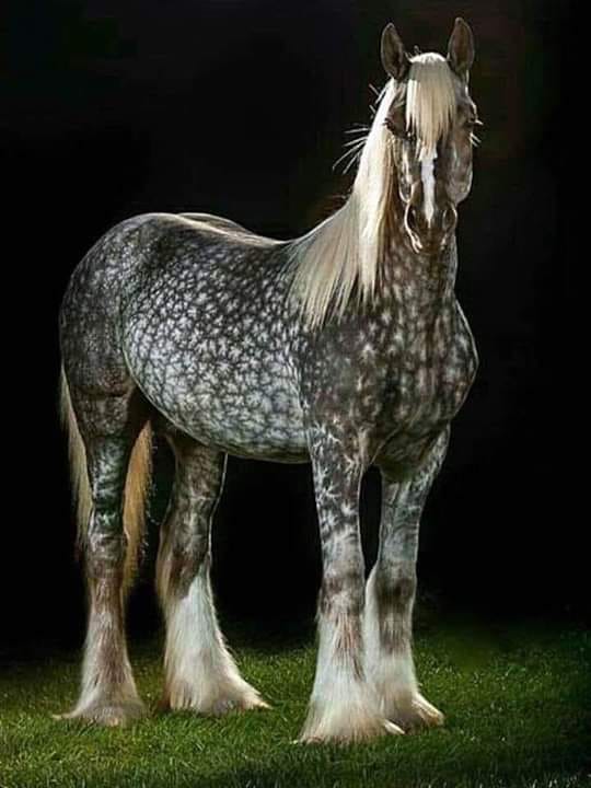 Most Beautiful and Unusual Horse Colours
