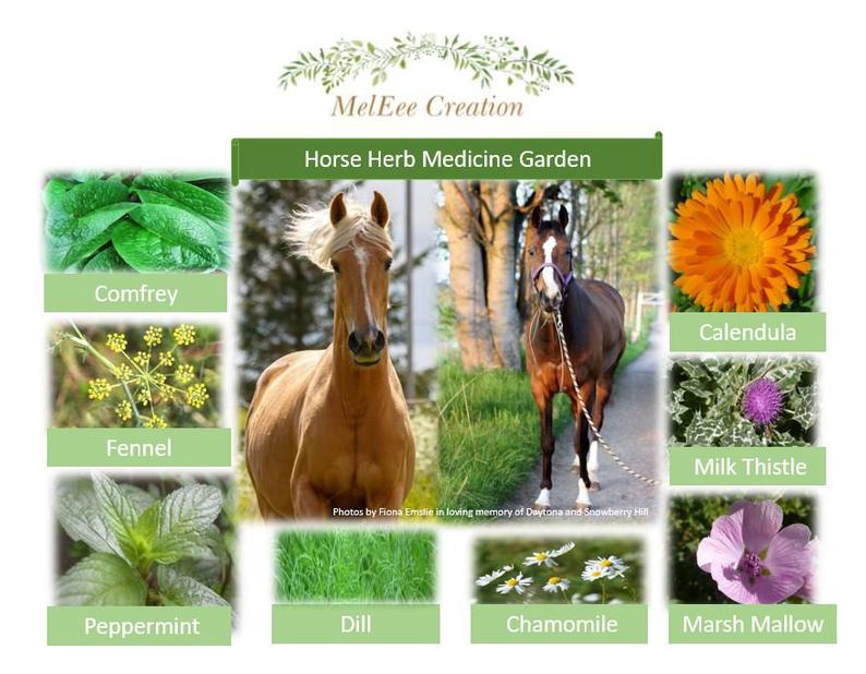 Horse Paddock - Bio Diverse Grazing