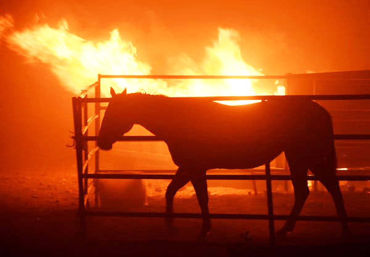 Horse Fire Update