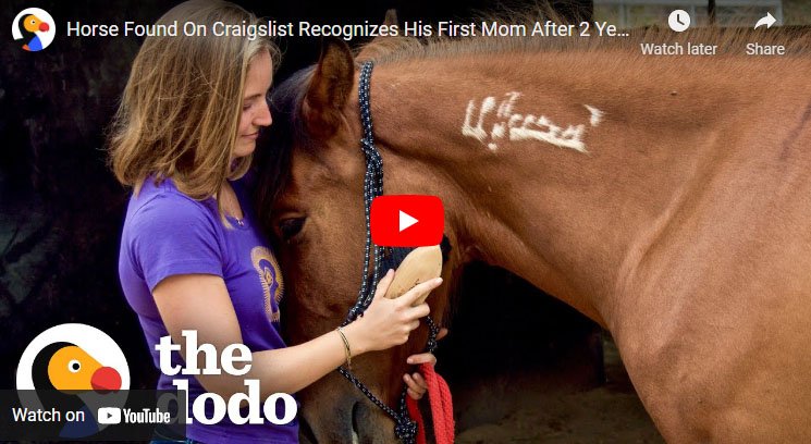 Horse Found On Craigslist Recognizes His First Mom After 2 Years - Faith / Restored