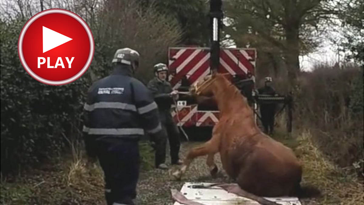 Horse Rescue by Shropshire Firefighters