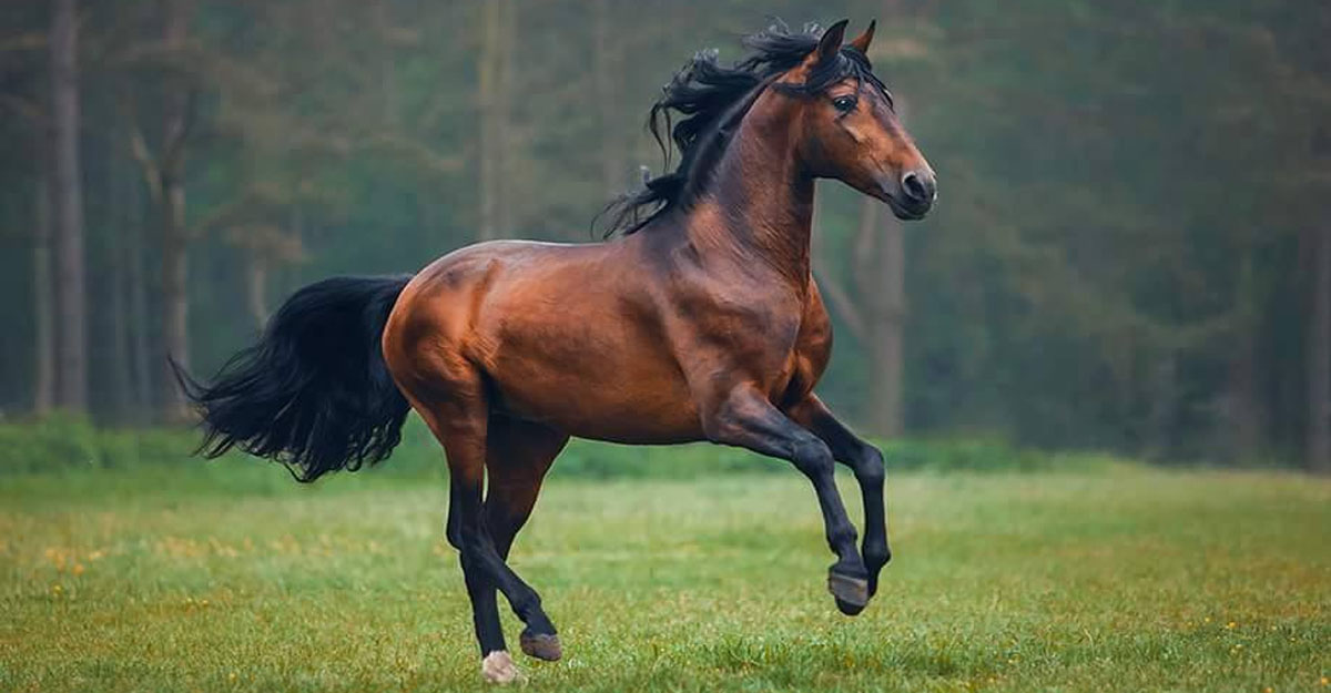 Horse Photographer Carina Maiwald, Germany
