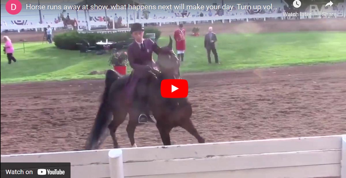 Horse Runs away at Show but Reaction might Just Make Your Day