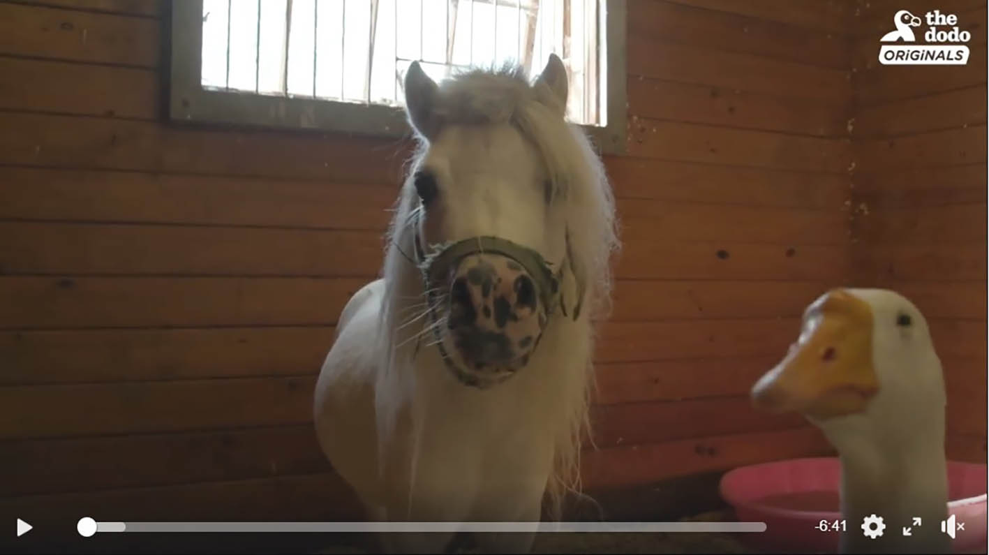 Rescued Goose and Mini Horse are Best Friends