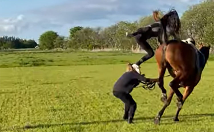 Horse Gets Scared By Its Own Fart And Sends Rider Flying