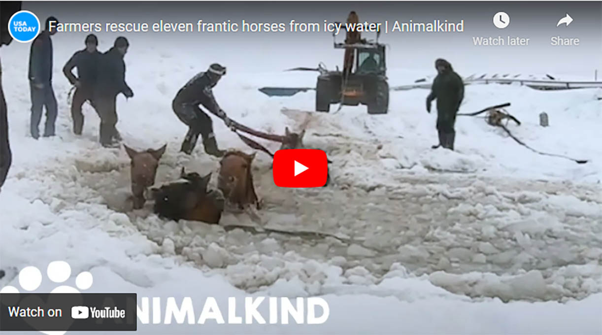 Horses Rescued From Frozen Lake