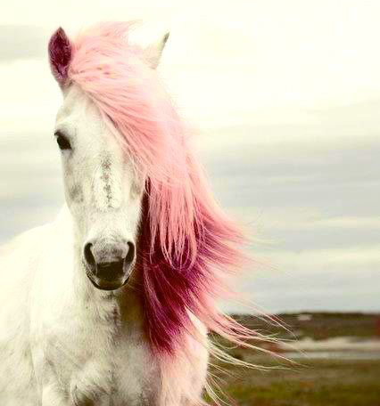 Horses With Pink Hair