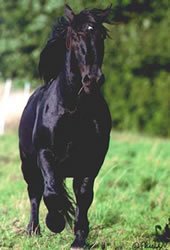 Black Noriker Stallion â Garant Vulkan, Germany