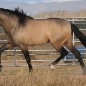 Buckskin Andalusian Stallion, RAYADILLO SG (Meloso PM x Habanero XLI)