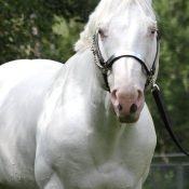 Millenium Miracle â APHA/CPHA Palomino Tovero Stallion @Merikle Waters Paints and Quarter Horses