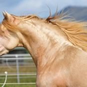 Picardo PM @Majestic Spanish Horses, Australia