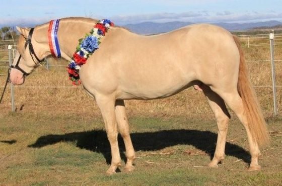 Picardo PM @Majestic Spanish Horses, Australia