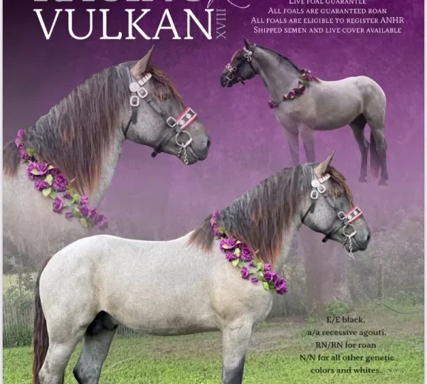 Racino Vulkan R â Blue Roan Noriker Stallion