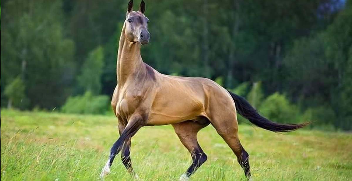 How Many Horse Breeds Are There