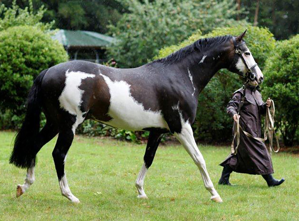 I Was Framed - Thoroughbred Skewbald Stallion