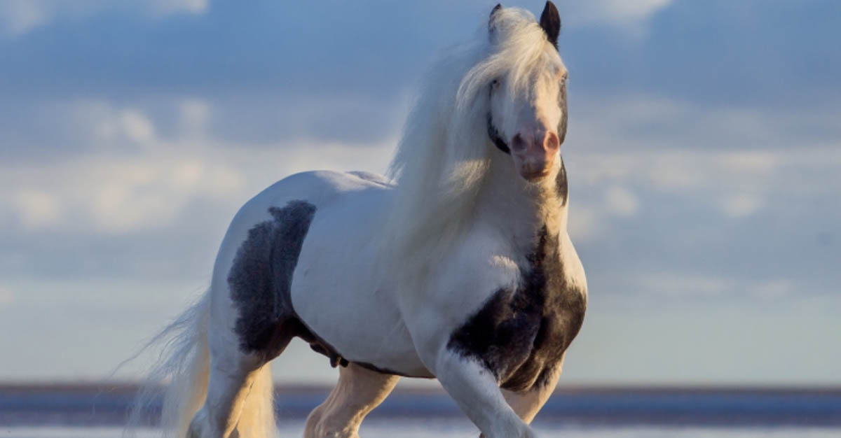Carrigbryne Presley - CHAPs and ICS Graded Tobiano Stallion - Coloured Stallion