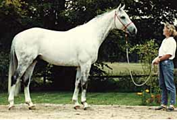Irco Mena - Stallion