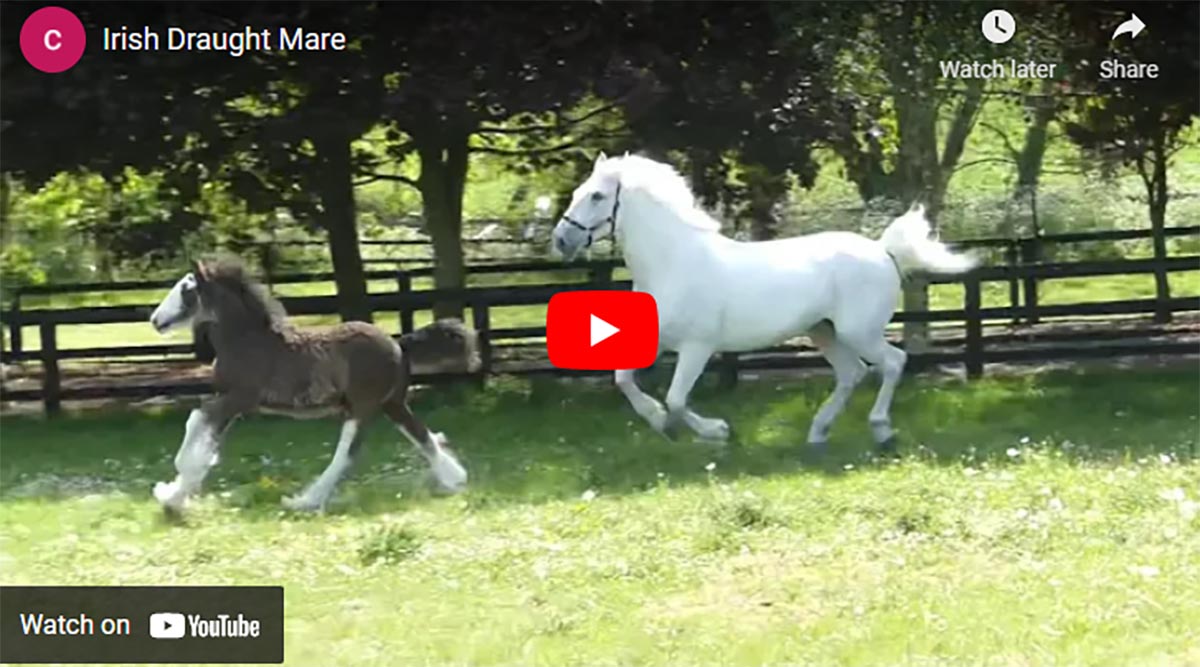Irish Draught Breeders - Redtail Irish Draught and Sport Horses