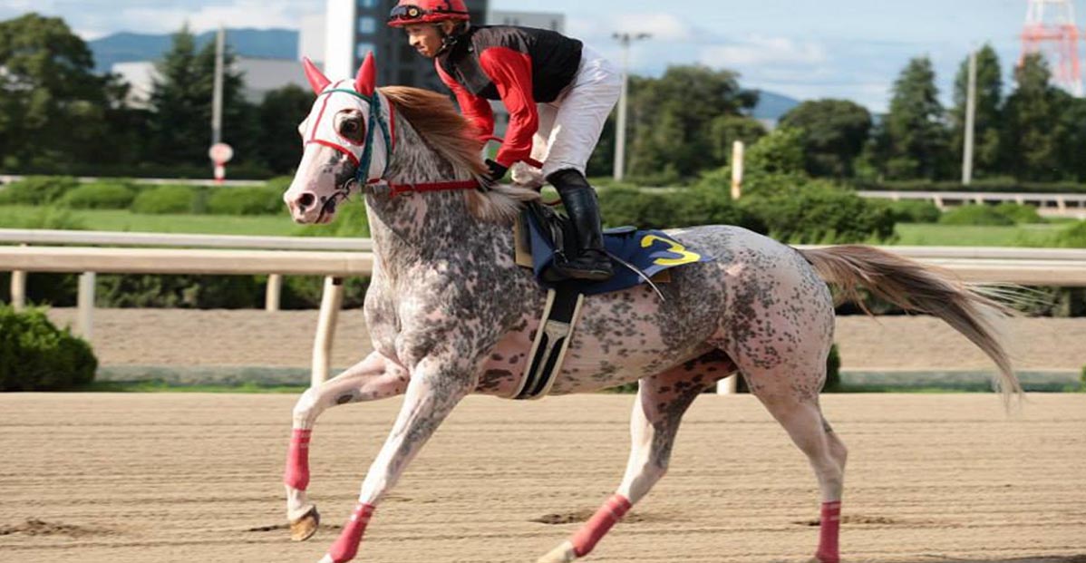 Marumatsu Live - Japanese Racehorse