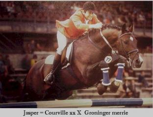 Jasper - Dutch Warmblood Stallion