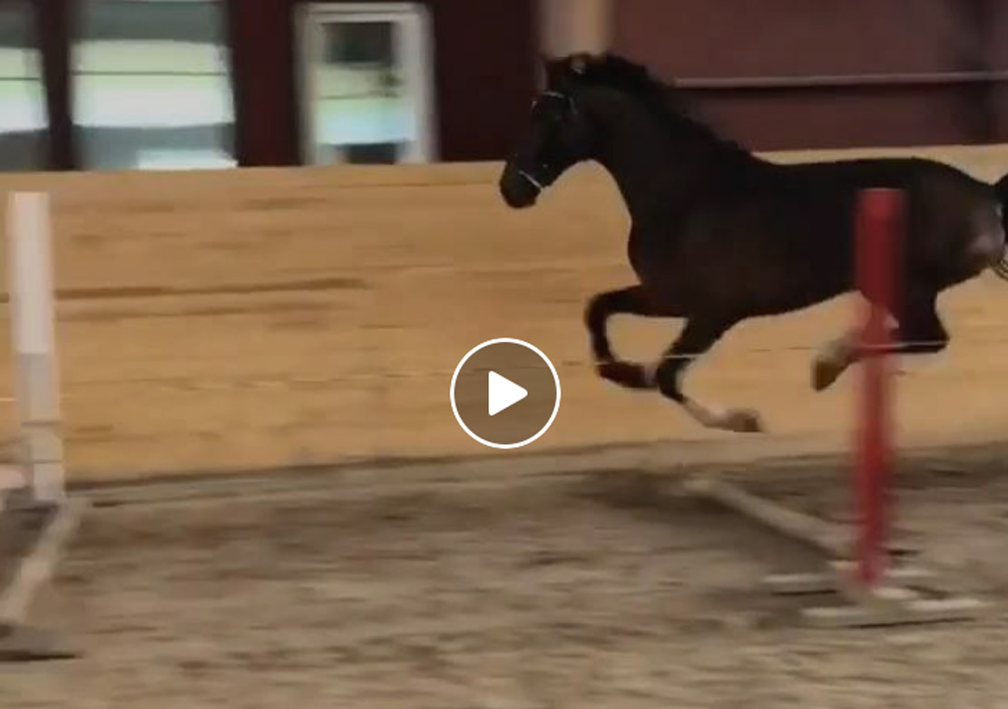 Showjumper With Its Own Style and Technique