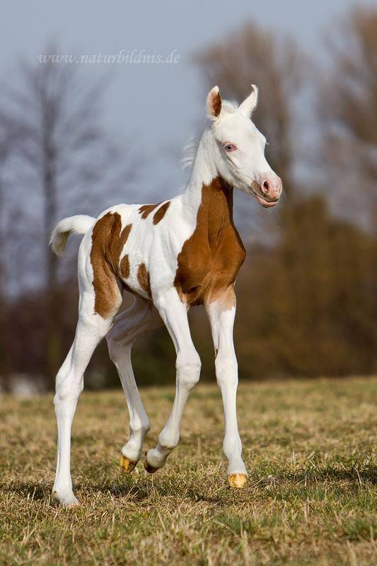 Brown & White Foal