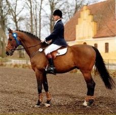 Lancier - Showjumping Stallion