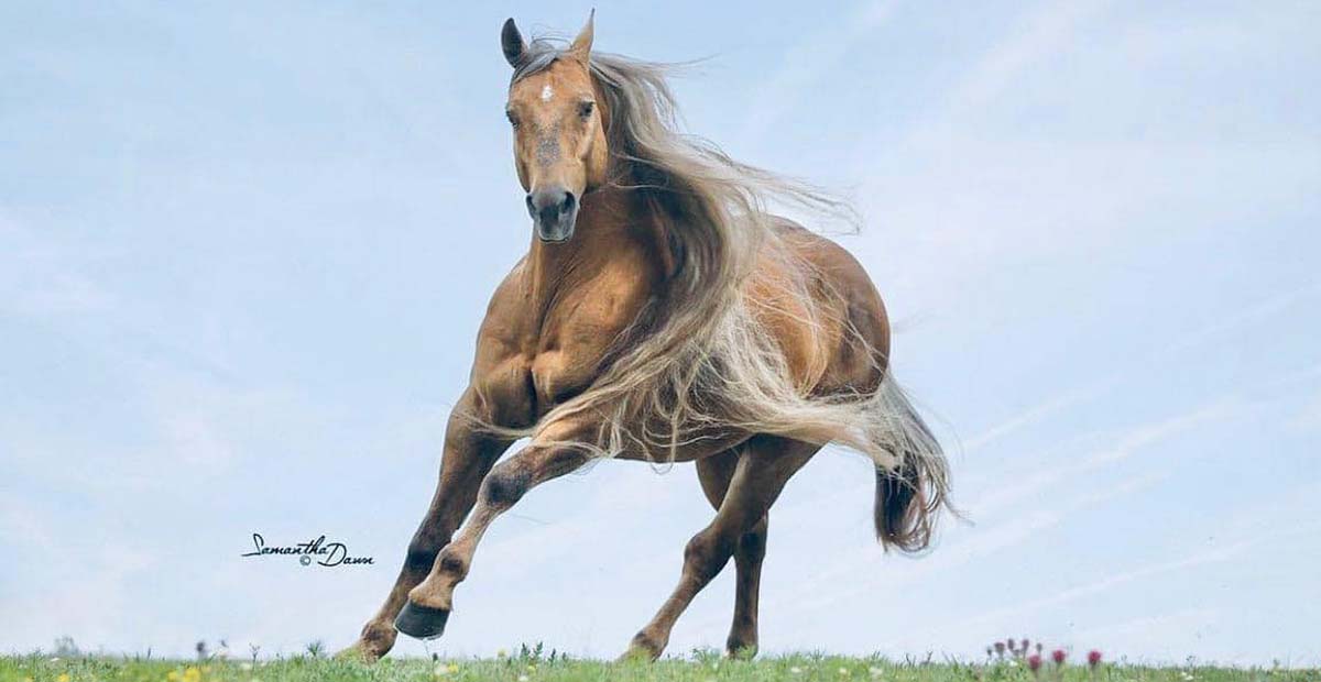 Latigo Dun It (Hollywood) - Palomino Quarter Horse Stallion