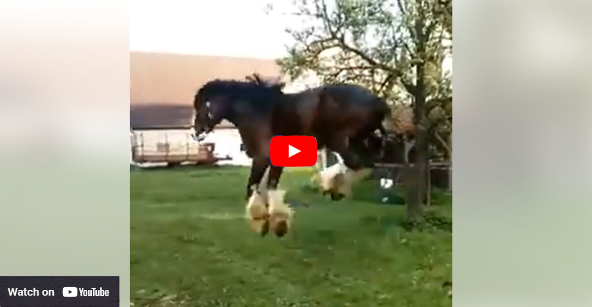 Simply gorgeous shire horse Danny, showing off his moves in the field