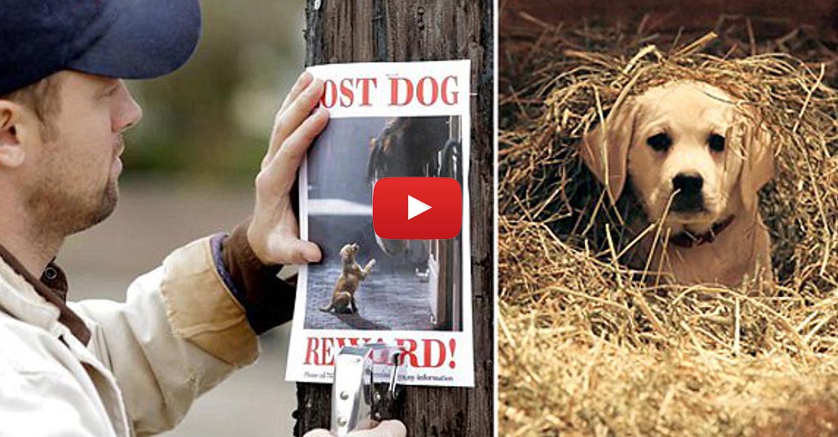 The Budweiser Clydesdale Horses Help A Poor Lost Puppy Dog