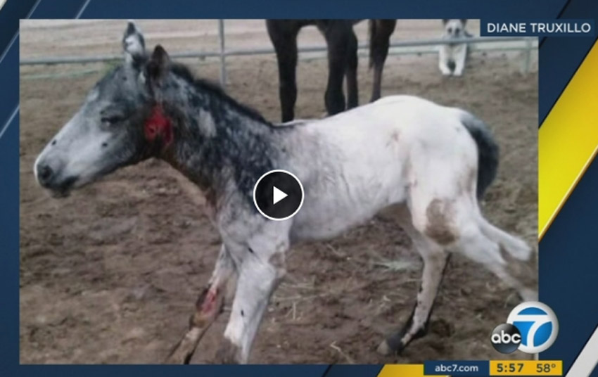 Mare Protects Foal From Cougar Attack