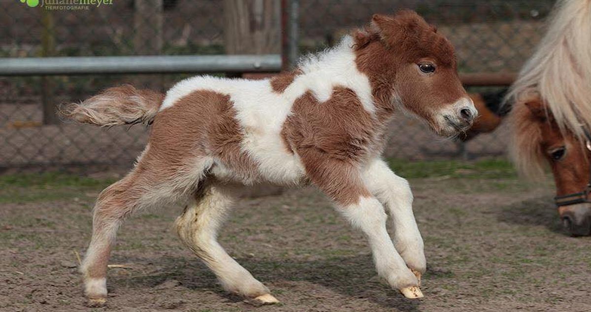 Miniature Horse Foals