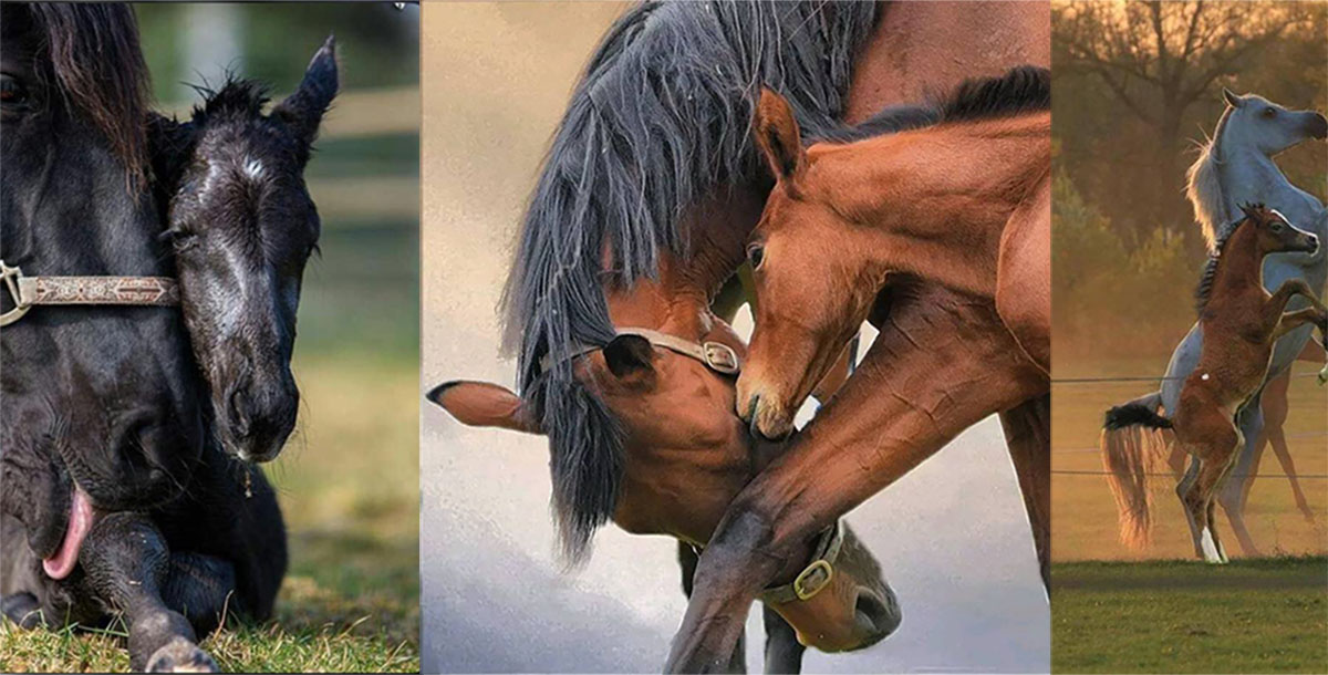 Mother and Foal Pictures - These Heart Warming Images Showing the Bond Between Mother and Foal Will Make You Smile