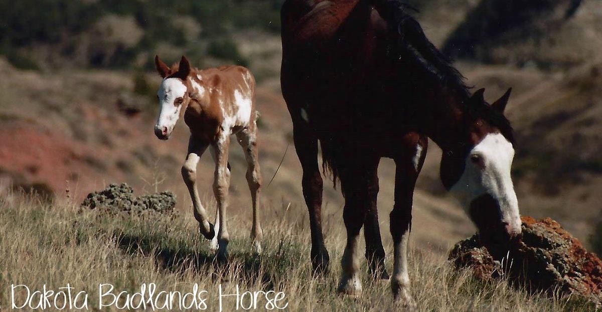 Wild Horses Running - North Dakota Badlands Horse