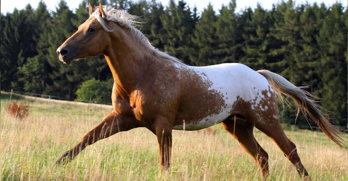 Palomino Blanket Appaloosa Stallion