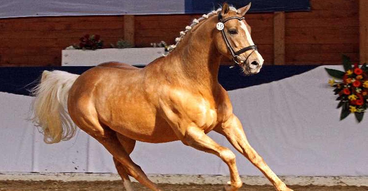 Allthegoldnftknox - Palomino Thoroughbred Stallion
