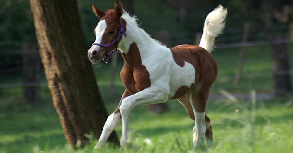Pinto Arabian Foals