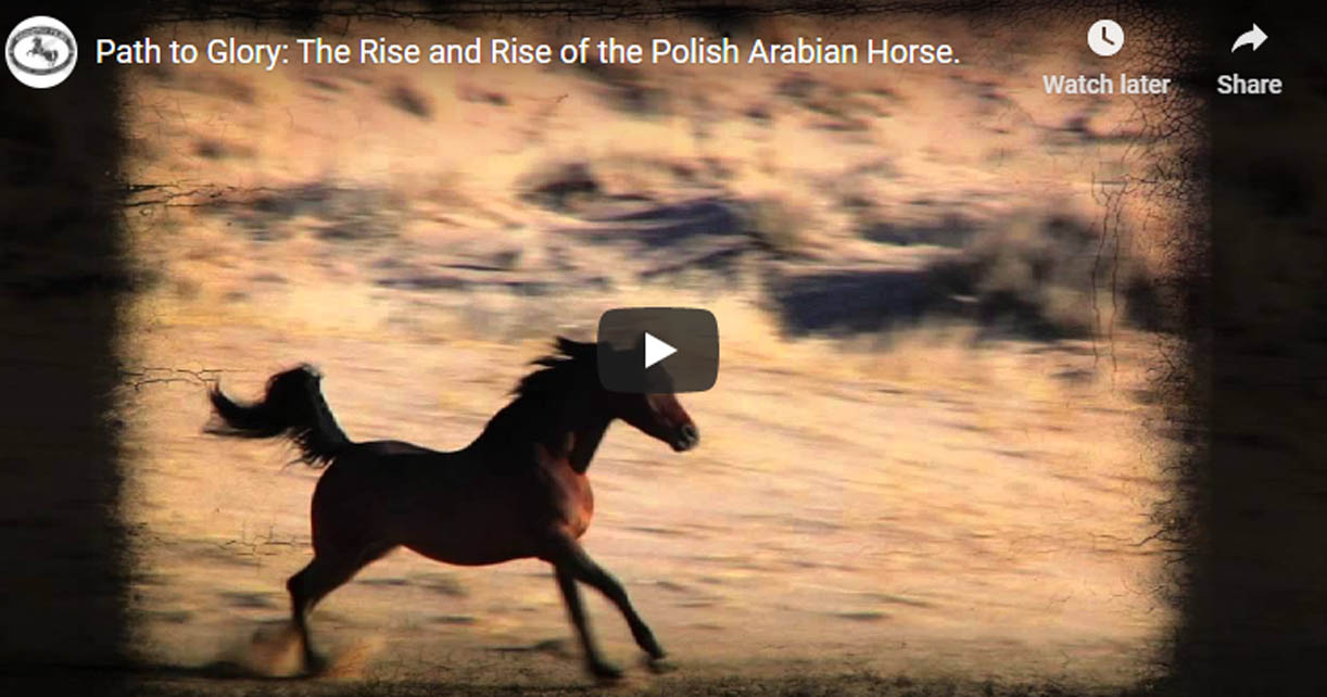Polish Arabian Horse - Path to Glory- The Rise of the Polish Arabian Horse
