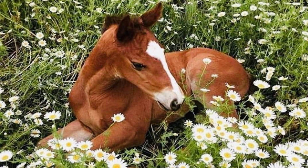 Wow Beautiful Amazing Adorable Precious Foal