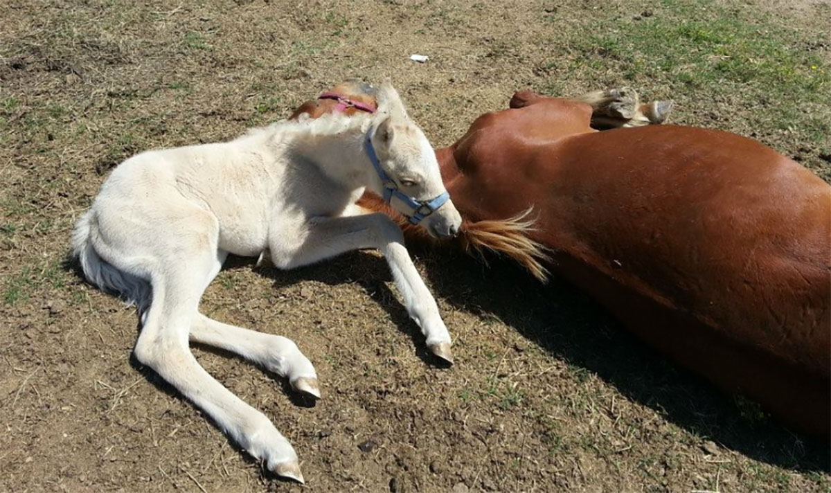 Pregnant Mare Saved From Slaughterhouse Sees Baby For First Time
