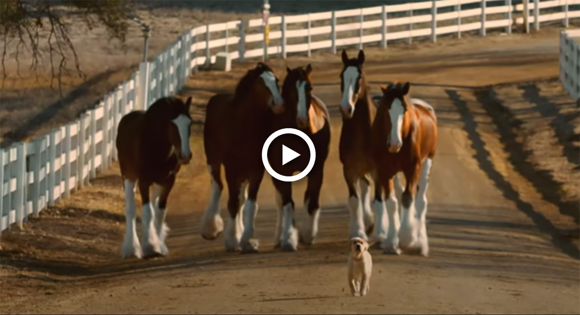 Budweiser Release New Clydesdale Commercial To Celebrate Bars Re-Opening