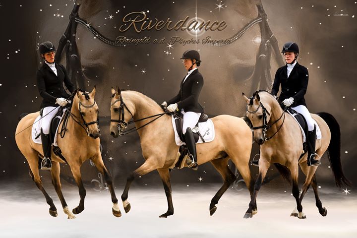 Riverdance - Arabian Partbred, Stallion, 15 hh, Buckskin