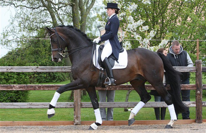 Rosentanz - Dressage Stallion