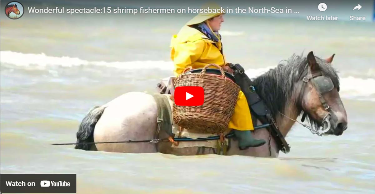 Wonderful spectacle 15 shrimp fishermen on horseback in the North Sea in Oostduinkerke