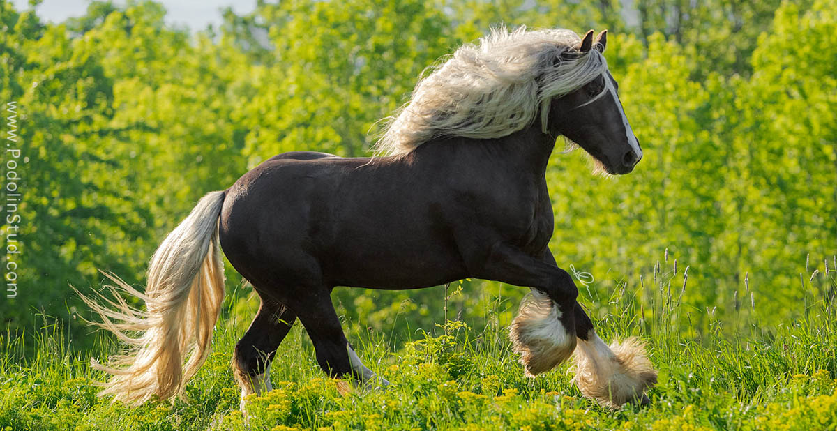 Jafar Zofe - Karat - Silver Black Pearl Gypsy Cob Stallion