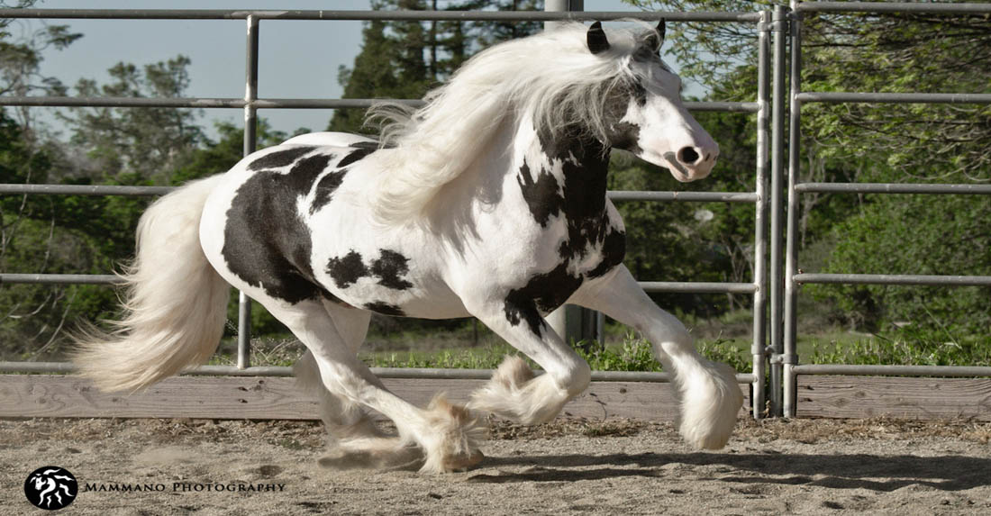Starfire Atlas - Gypsy Vanner Stallion @Star Fire Gypsy Stud, California