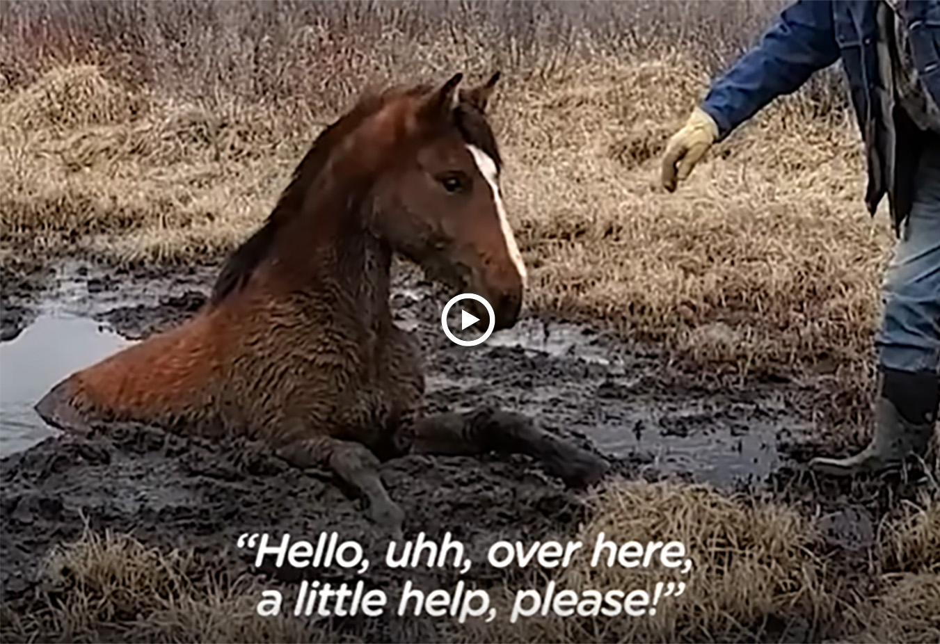 Wild Horse Stuck in the Mud Asks Kind Strangers For Help