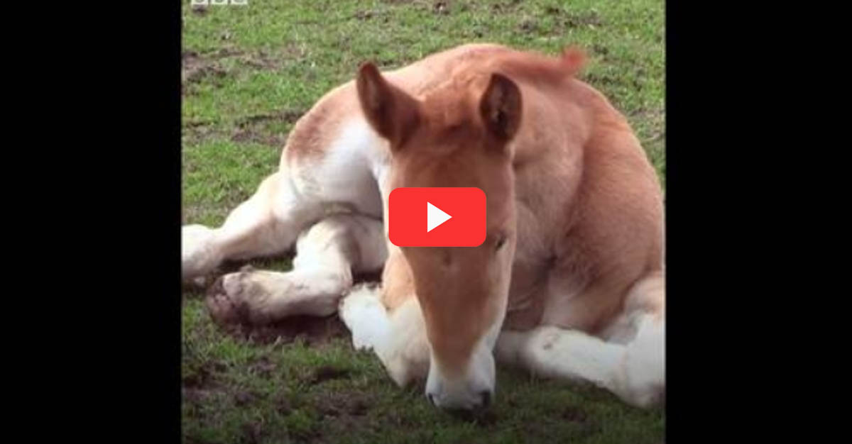 Proud as punch - These new-born Suffolk punch foals might just brighten up your day