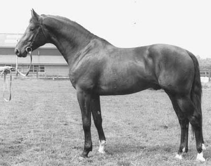 Sultan - Stallion
