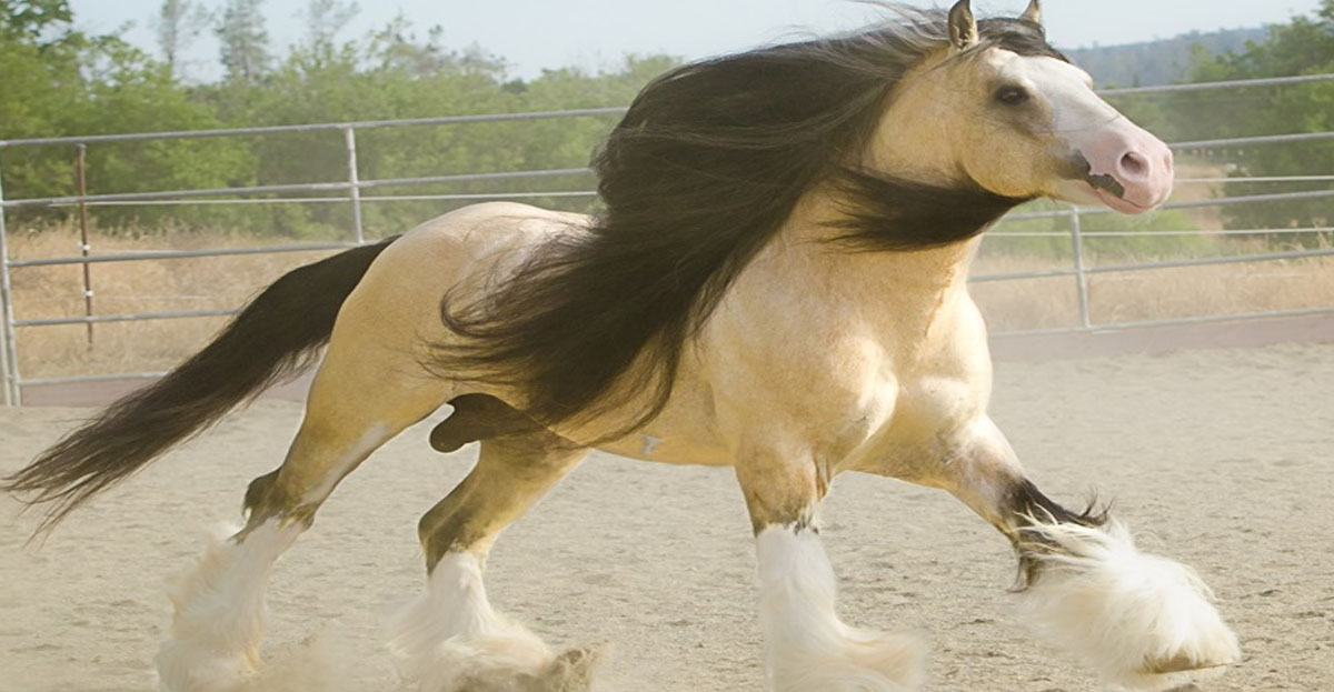 Taskin The Magnificent Buckskin Stallion Horse Proudly Displays His Splendour
